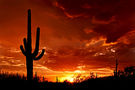 800px-Saguaro ArizonaSunset.jpg