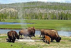 Bison in Yellowstone.jpg