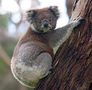 220px-Koala climbing tree.jpg