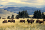 Bison herd grazing at the National Bison Range.png