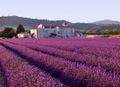 France Lavender Field.jpg