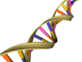 DNA Double Helix.png