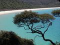 Abel Tasman Park - Tree over beach (1).jpg
