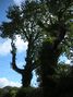 Tree in Pembrokeshire, Wales.JPG